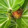 Fíkovník nížinný (Ficus brusii)  – 10 semien Náhľad obrázku produktu 2