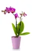 A potted orchid plant with purple flowers and green leaves. Podgląd zdjęcia produktu