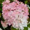 Hydrangea paniculata bílá a růžová 2L Náhled obrázku produktu 8
