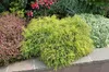 Thuja plicata 'Whipcord', Zwerg-Lebensbaum, grün, 25–30 cm Produktbild-Vorschau 10