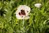 Papaver orientale 'Royal Wedding', Türkischer Mohn, weiß, Produktbild-Vorschau 4