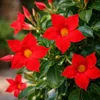 Mandevilla Dipladenia - Dzwonek - Pyramida - 17cm Doniczka Podgląd zdjęcia produktu 2