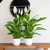 Bloomique - 2er Set - Spathiphyllum Torelli - Friedenslilie Produktbild-Vorschau 4