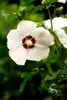 Hibiscus syriacus 'Hamabo', Roseneibisch, rosa Blüten, ca. Produktbild-Vorschau 4