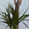 Dragonnier - Dracaena marginata - Hauteur 70-80cm - ⌀17cm Voir les images du produit 4