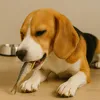 A beagle dog lying on a wooden floor and eating a dried fish. Produktbild-Vorschau