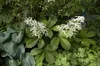 Rodgersia aesculifolia, Schaublatt, ca. 11x11 cm Topf Produktbild-Vorschau 3
