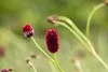 Großer Wiesenknopf, im Topf - Sanguisorba officinalis Produktbild-Vorschau 9