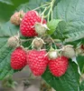 Dornenlose Himbeerstrauch ´GLEN AMPLE®´ 30-40 cm, Cont. 1 l Produktbild-Vorschau 5