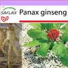 SAFLAX - Pravý korejský ženšen - Panax ginseng - 10 Semena Náhled obrázku produktu 10