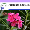 SAFLAX - púštne ruže - Adenium obesum - 8 Semená Náhľad obrázku produktu 8