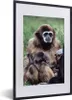 MuchoWow® MuchoWow® Gerahmtes Poster Affe - Pflanzen - Jung Produktbild-Vorschau 1