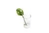 Gardners Monstera adansonii Monkey Mask - odrezky na Náhľad obrázku produktu 1