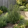 Bloomique - Phillyrea Angustifolia - Wapno kamienne - Podgląd zdjęcia produktu 4