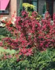 Weigelie Bristol Ruby 100-150 cm, im Topf - Weigela Produktbild-Vorschau 7