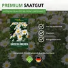 Gänseblümchen Einfach weiß Samen - Bellis perennis - Produktbild-Vorschau 8