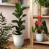 Several potted plants are arranged indoors, with a focus on a large fiddle-leaf fig plant in a white pot in the foreground. Produktbild-Vorschau