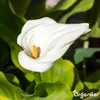 Calla Nawóz Płynny 1 L – 3-4-3 NPK – Do Kvitnúce Rośliny – Podgląd zdjęcia produktu 9