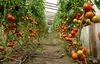 Dünger - für Tomaten und Paprika Granulat 1 kg - BR 1644 Produktbild-Vorschau 3