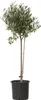 Olivenbaum - Olea europaea - Höhe 80-90cm - ⌀19cm Produktbild-Vorschau 1