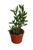 Callistemon laevis (scovolino rosso) 40–60 cm – Pianta in Anteprima dell’immagine prodotto 4