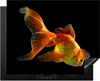 KitchenYeah© Herdabdeckplatte Goldfisch - Tiere - Schwarz , Produktbild-Vorschau 1