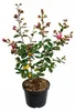 Lagerstroemia indica Purple 40–60 cm – Violette Kreppmyrte Produktbild-Vorschau 4