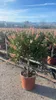 A potted plant in a nursery or garden center. Náhled obrázku produktu