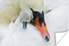 MuchoWow® Poster Schwan - Küken - Makro 120x80 cm - Bilder Produktbild-Vorschau 1