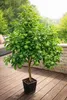Kaffirská limetka 140–180 cm – Citrus Hystrix Combava – Náhľad obrázku produktu 1