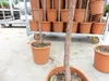 Erdbeerbaum | 120 cm | Arbutus unedo | veredelt |  | Produktbild-Vorschau 2