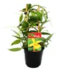 Echte Vanille Pflanze am Spalier, Vanilla planifolia - Produktbild-Vorschau 3
