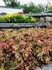 Stauden Gänge 3 x Heuchera Hybride 'Marmalade' im 1 Liter Produktbild-Vorschau 2
