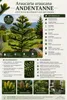 Chilenische Schmucktanne 60–80 cm Araucaria araucana Produktbild-Vorschau 2