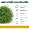 Stauden Gänge 5 x Hakonechloa macra im 1 Liter Topf - Produktbild-Vorschau 8