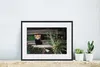 MuchoWow® MuchoWow® Gerahmtes Poster Roter Panda - Bambus - Produktbild-Vorschau 6