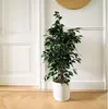 Figowiec fikus - Ficus benjamina 'Danielle' - Wysokość Podgląd zdjęcia produktu 5