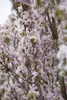 Prunus serrulata 'Amanogawa', Japanische Säulenkirsche, Produktbild-Vorschau 8