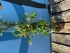 Sunny Tree - Toskánský jasmín - Popínavá rostlina - 2 ks - Náhled obrázku produktu 5