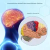 2× Lebensgroßes Gehirnmodell, Anatomie Gehirn, 4-teilig Produktbild-Vorschau 3