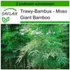 SAFLAX - Moso Giant Bamboo - 20 Nasiona - Z podłożem Podgląd zdjęcia produktu 8