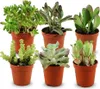 Assortiment de mini-succulentes - 6 pièces - Ø 5,5 cm - Voir les images du produit 1