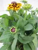 Rudbeckia hirta - Sunbeckia Kissing Smiley - Sonnenhut Produktbild-Vorschau 3