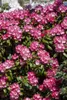 Rhododendron yakushimanum 'Morgenrot', rosa Blüten, 30–40 Produktbild-Vorschau 1
