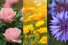 Tè nero istantaneo Moonlight Garden aromatizzato Loyd 20T Anteprima dell’immagine prodotto 3