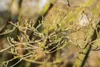 Cornus kousa 'Wieting's Select', Japanischer Produktbild-Vorschau 8