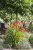 Crocosmia x crocosmiiflora 'Lucifer', Montbretie, leuchtend Podgląd zdjęcia produktu 2