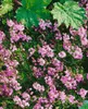 Veronica prostrata 'Rosea', Ehrenpreis, rosa Blüten, ca. Produktbild-Vorschau 1