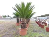 Cycas revoluta 130–150 cm – Japanische Sagopalme Palmfarn Produktbild-Vorschau 6