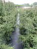 Picea orientalis Aurea - Orientalische Goldfichte - 80-100 Produktbild-Vorschau 5